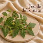 Fondant parfumé Feuille de Tomate alvea, présenté dans une ambiance naturelle et apaisante.
