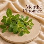 Fondant parfumé Menthe Citronnée alvea, présenté dans une ambiance naturelle et apaisante.