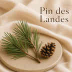 Fondant parfumé Pin des Landes alvea, présenté dans une ambiance naturelle et apaisante.